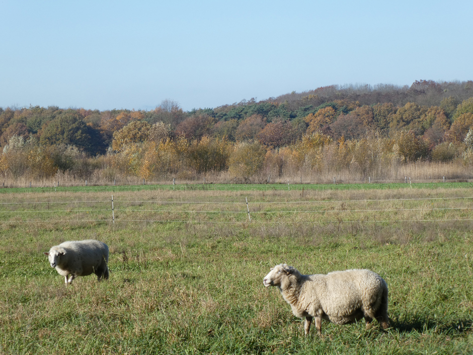 Zonnige dag, blauwe lucht, schapen in wei.