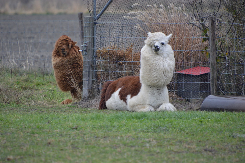 alpaca's in de wind