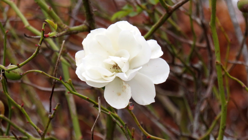 Het witte roosje