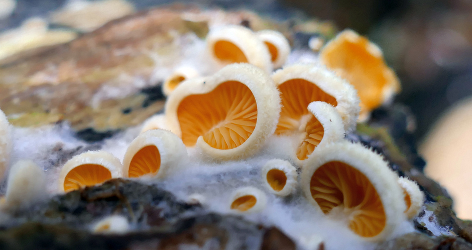 Oranje oesterzwam, Warmond