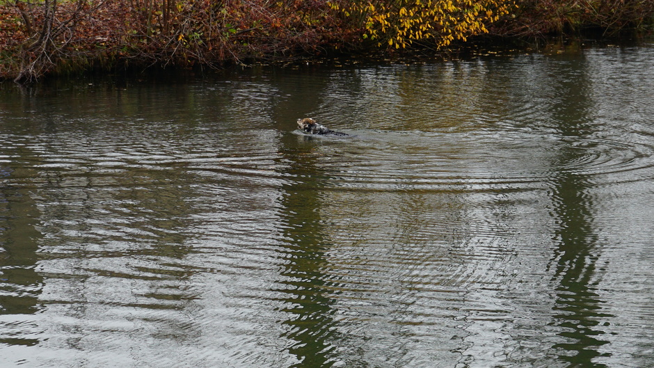 Zwemmende hond.
