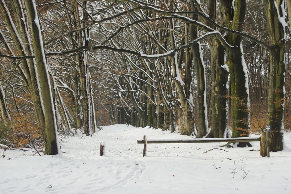 sneeuw in de bossen 12/12/2017 Wageningen Hoog