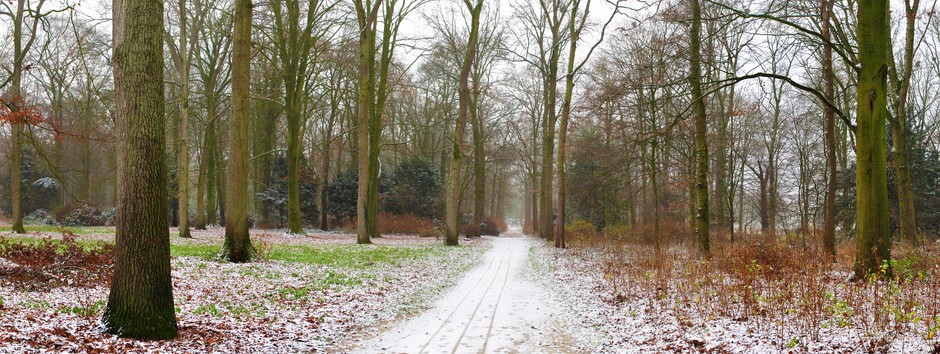 Robin Wagenvoort - Panorama van het bos