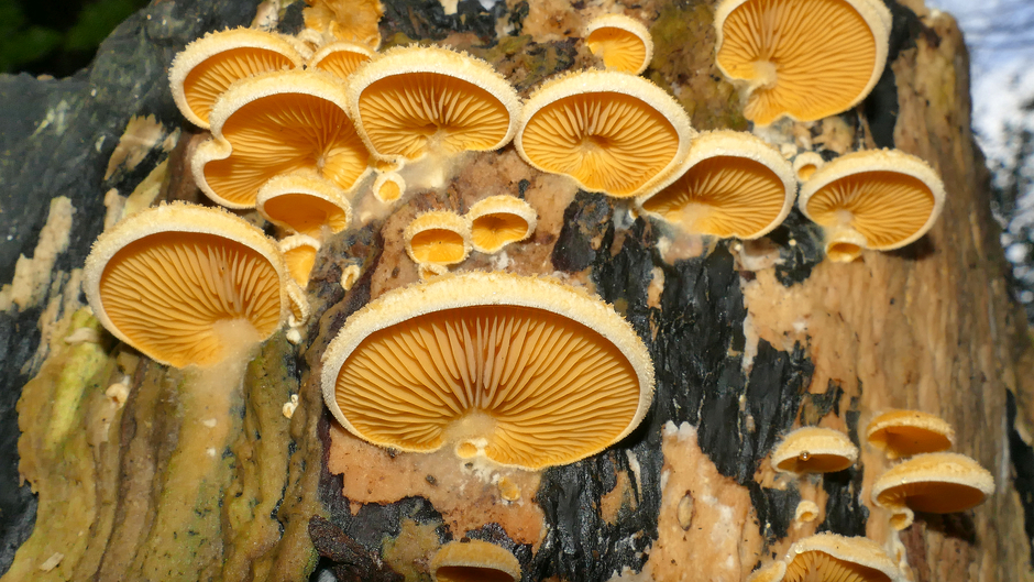 Zeer zeldzame Oranje oesterzwam in Warmond brengt nog enige kleur