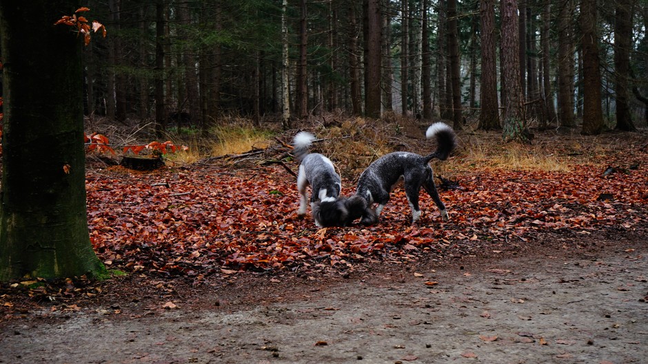 Honden genieten van boswandeling 