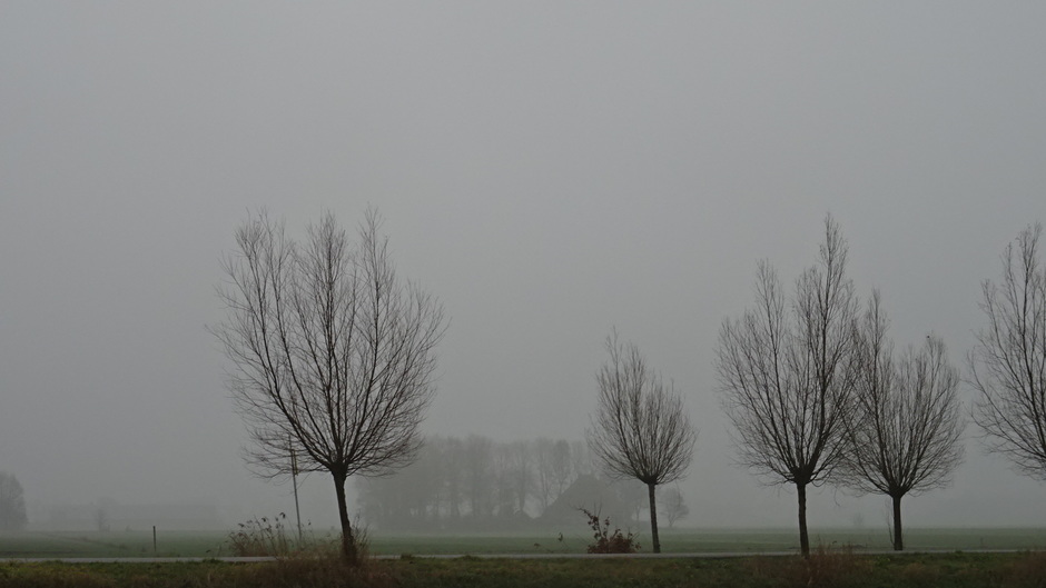 Bomen met mist