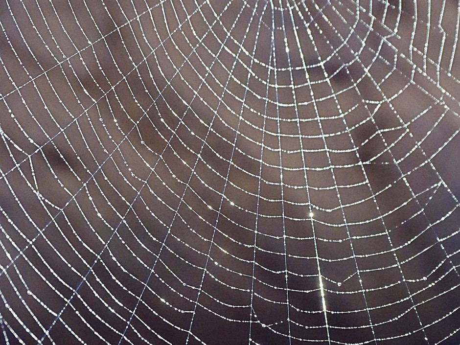 Structuur spinnenweb.