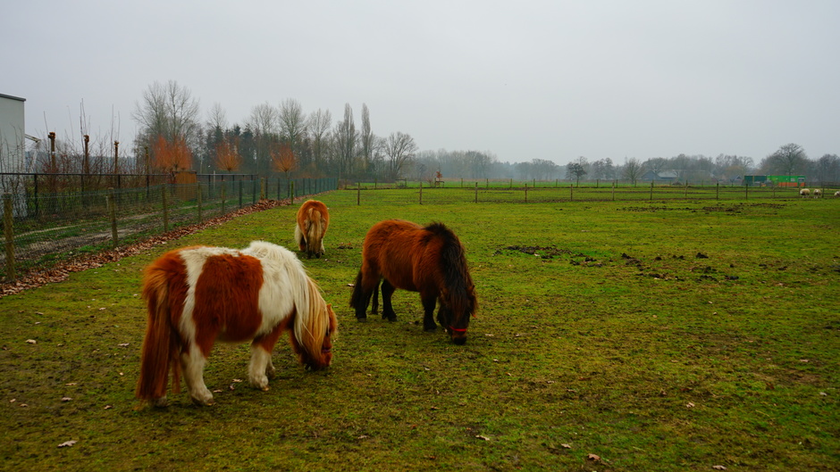 Het zijn de pony's die kleur geven op deze grijze dag.