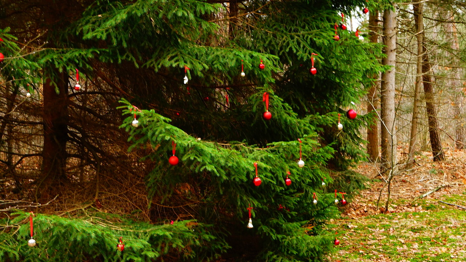 Kerstballen in het bos.