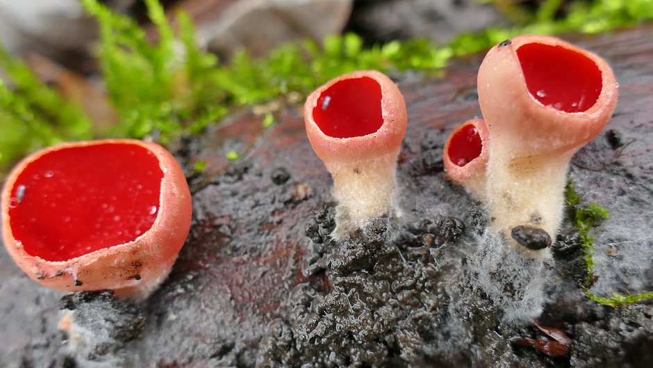 De wintersoort onder de paddenstoelen, Krulhaarkelkzwam Warmond