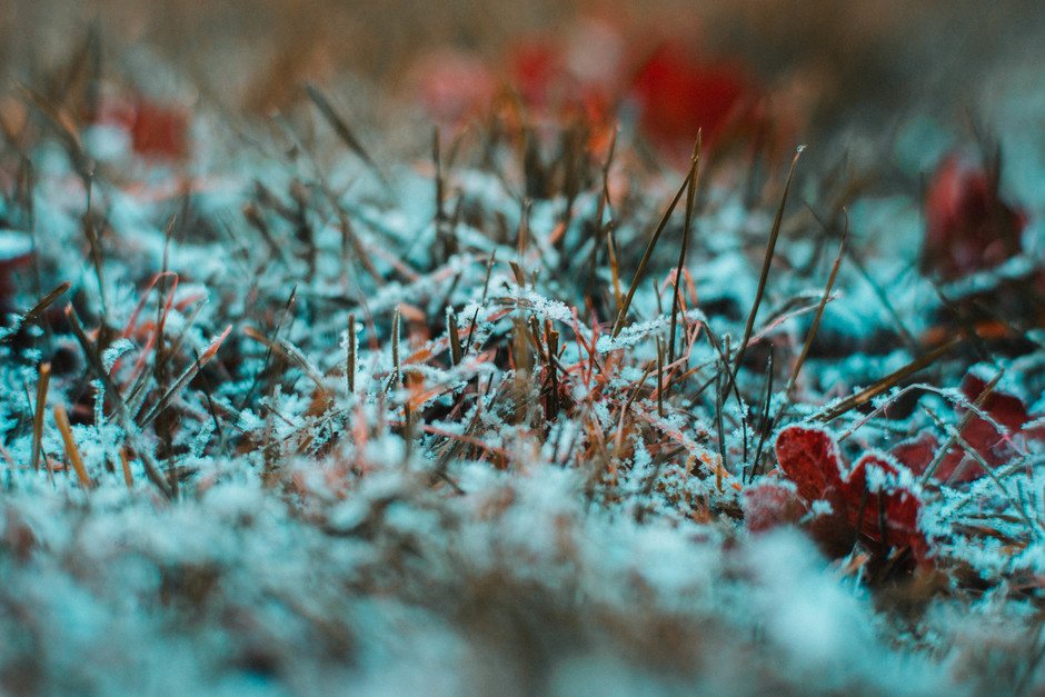 Gras en sneeuw