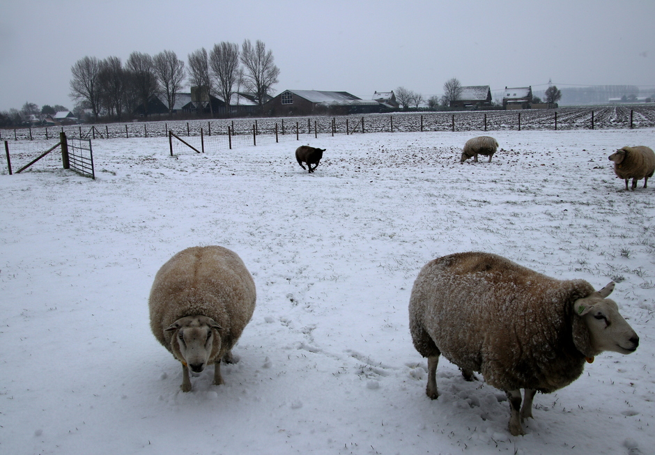 schaapjes in de sneeuw