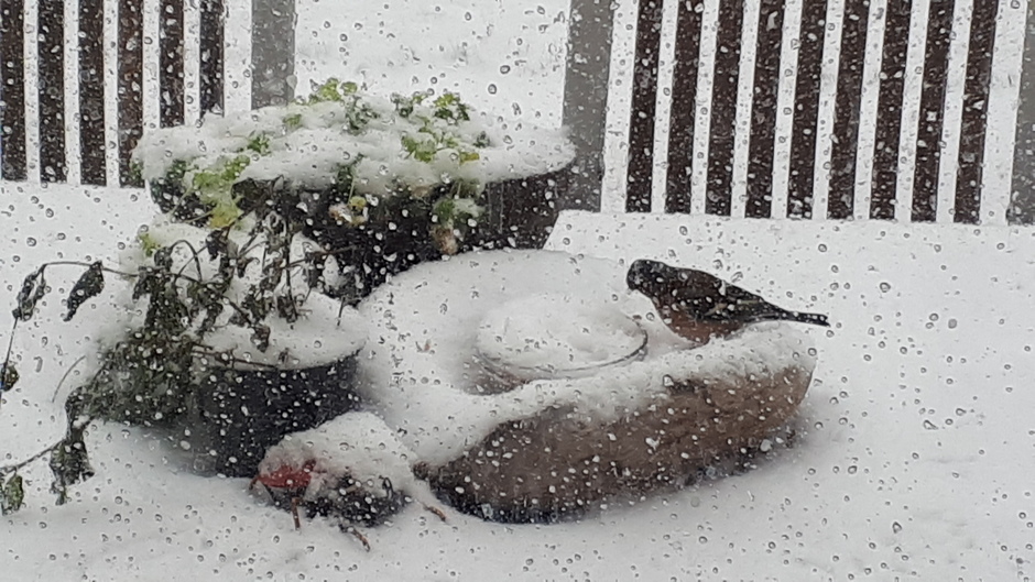 vogels bijvoeren tijdens sneeuw 