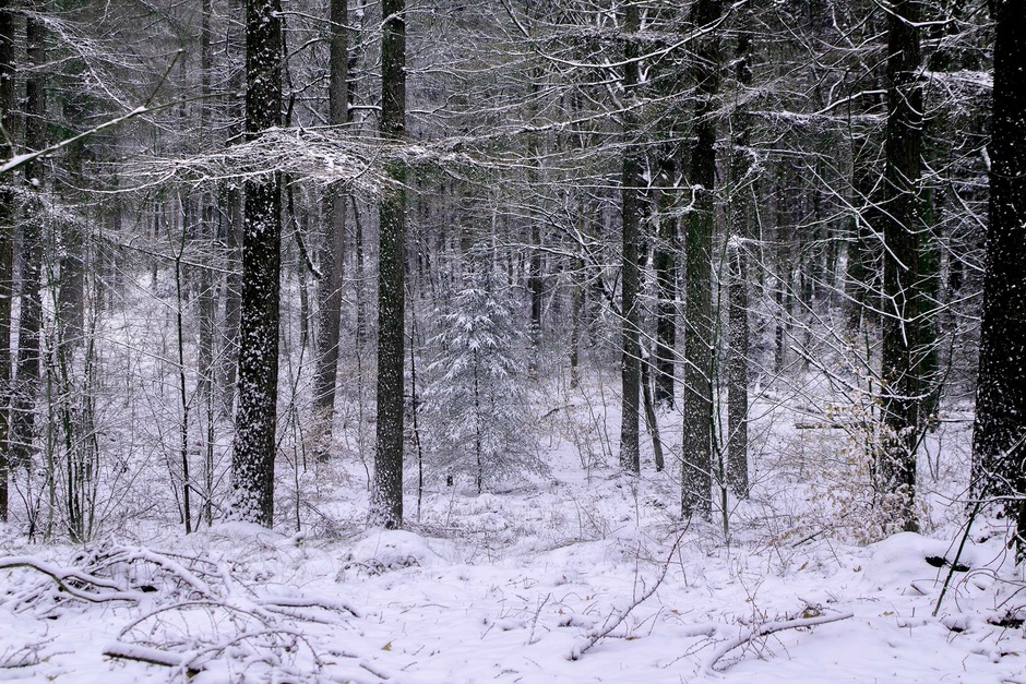 Winter bos sneeuw