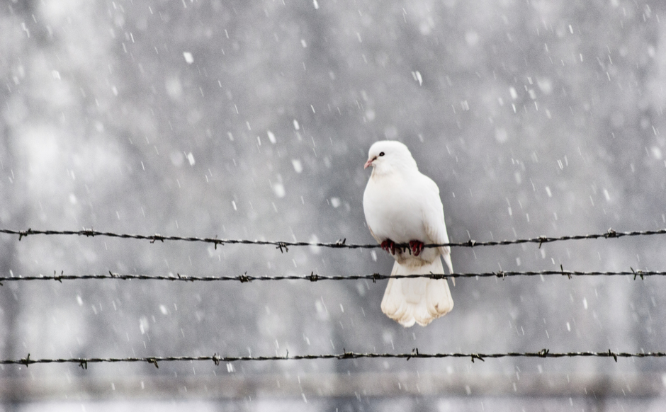 Witte duif in de sneeuw