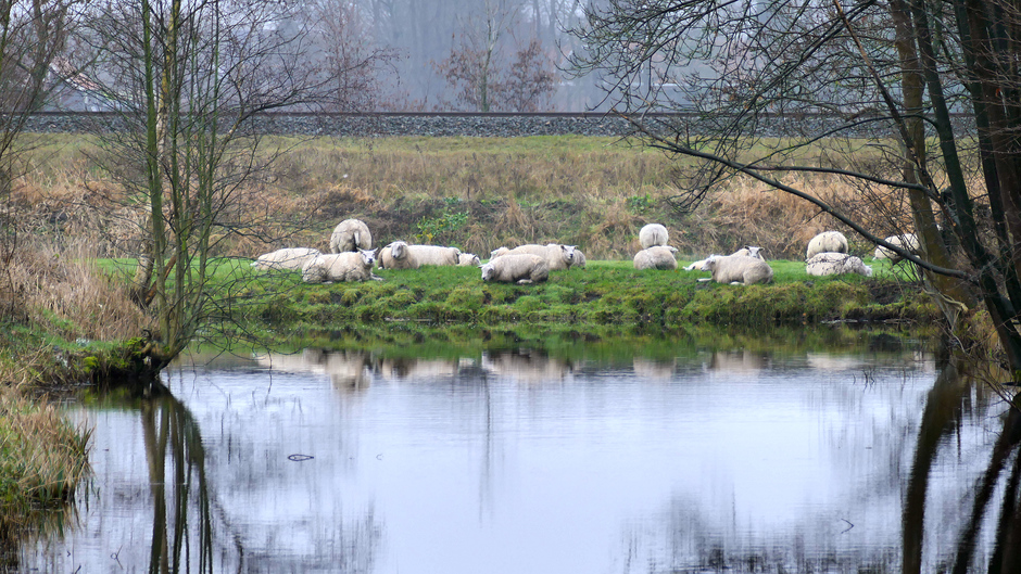 De schaapjes op het droge hebben, de Horsten Wassenaar.