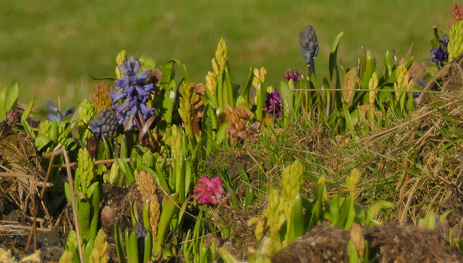 Hyacinten laten hun kleur ook al zien dit voorjaar, Rijnsburg