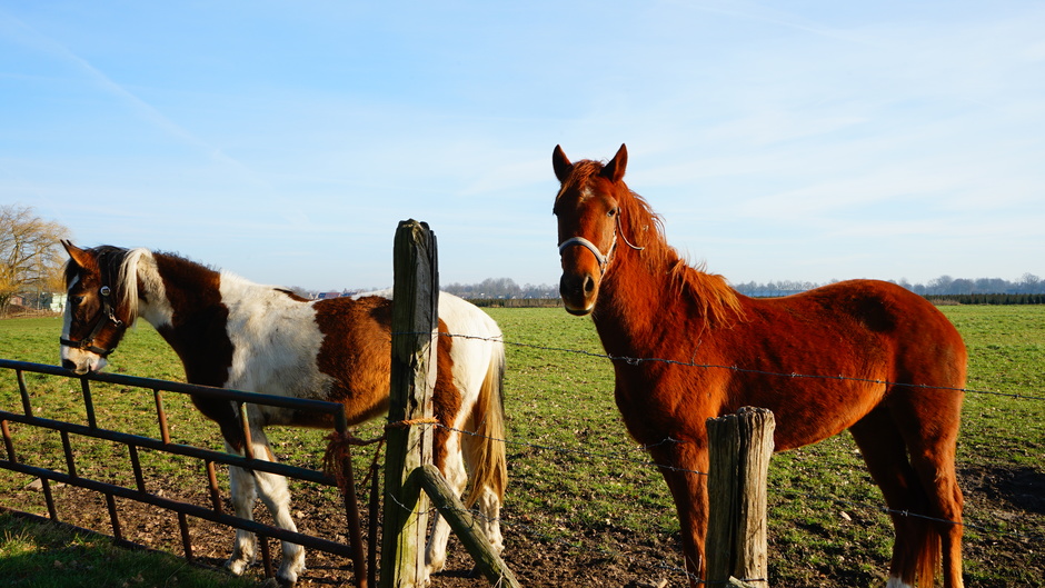 Paarden in de zon