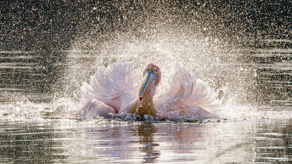 Roze pelikaan ontmoet het vroege voorjaar!