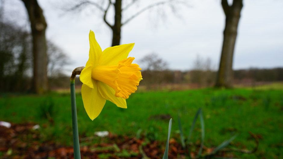 Narcis in bloei geeft kleur