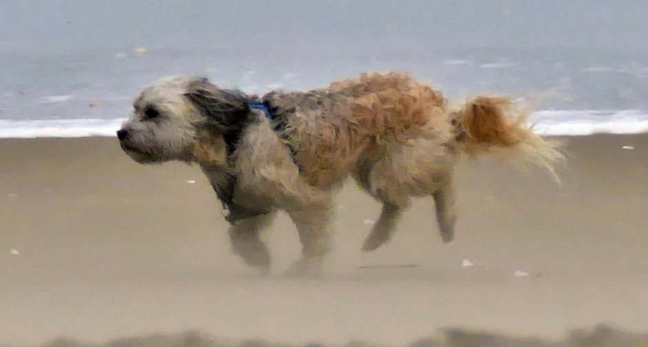 Windhond stuift over het strand van Katwijk