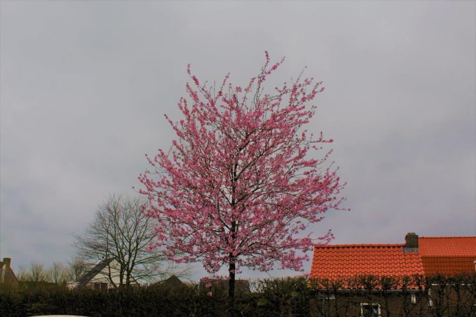 Grijze lucht en roze bloesemboom.