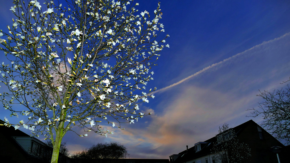  Tulpenboom kondigd mooi Lenteweer aan in Leiden