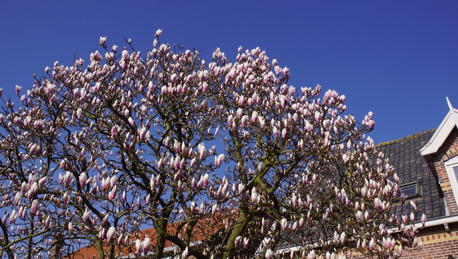 volop zon en blauwe lucht magnolia boom in bloei