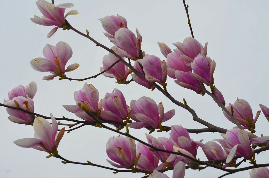 Prachtig in bloei staande Magnolia met een grijze lucht!