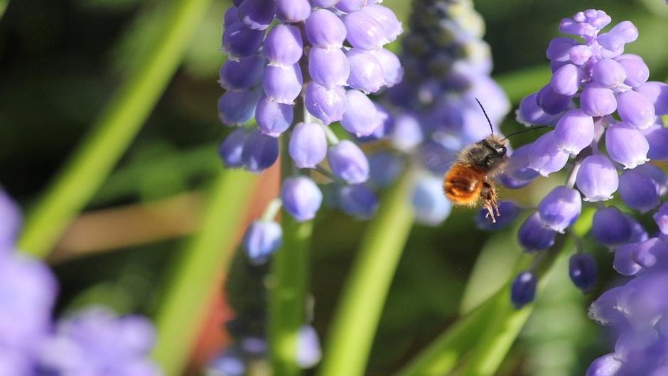 Veel zon, blauw en bijen
