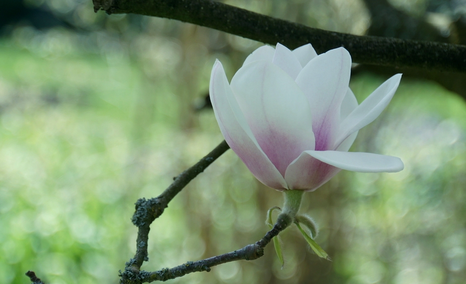 Vanmorgen vroeg de Magnolia nog in de luwte. Nu volop zon!