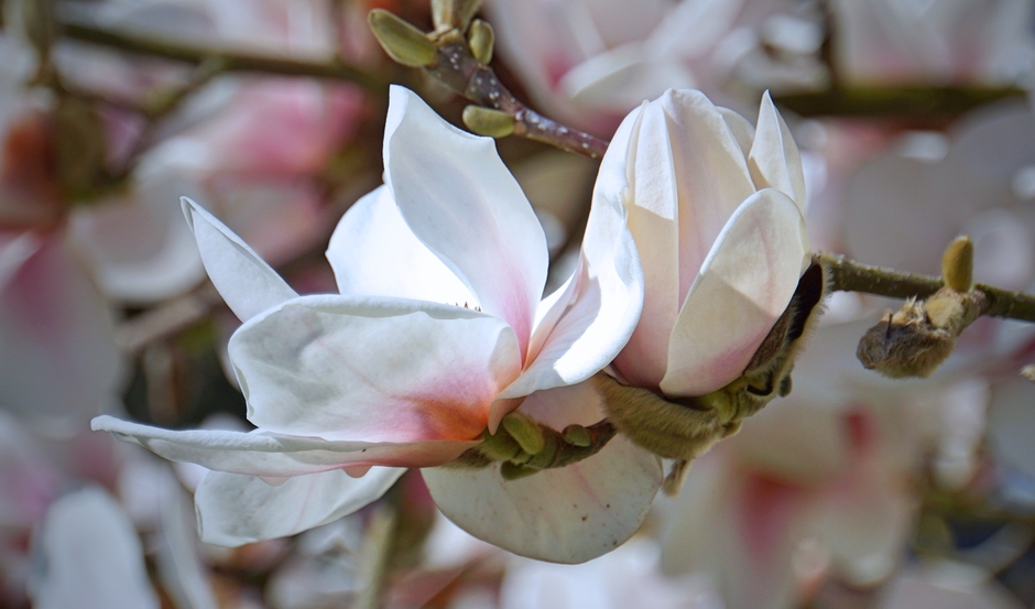 Magnolia inmiddels vol op in de zon.