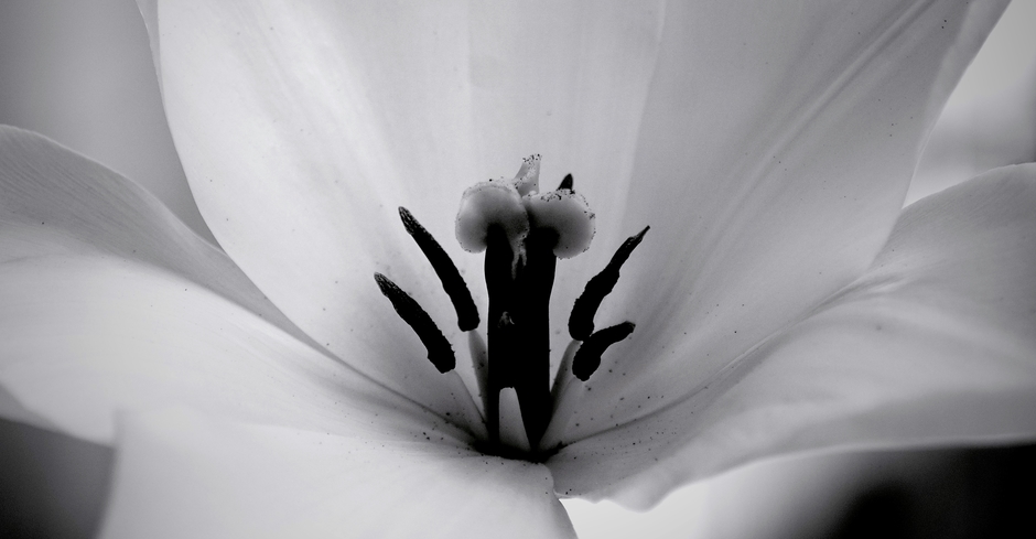 De  witte Tulp met haar stamper
