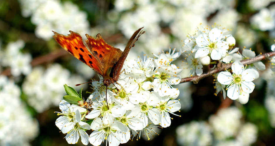 Prachtige lente-vlinder