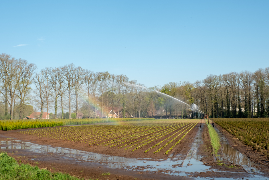 De boeren zijn alweer druk aan het sproeien in Saasveld