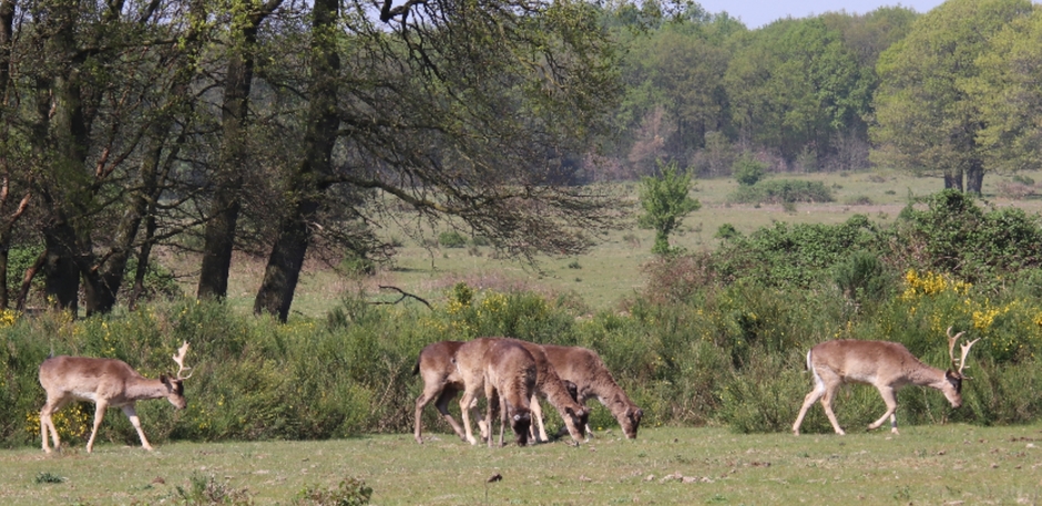 Herten aan de bosrand