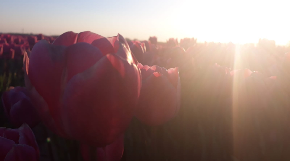 Foto van de tulpen met zonsondergang 