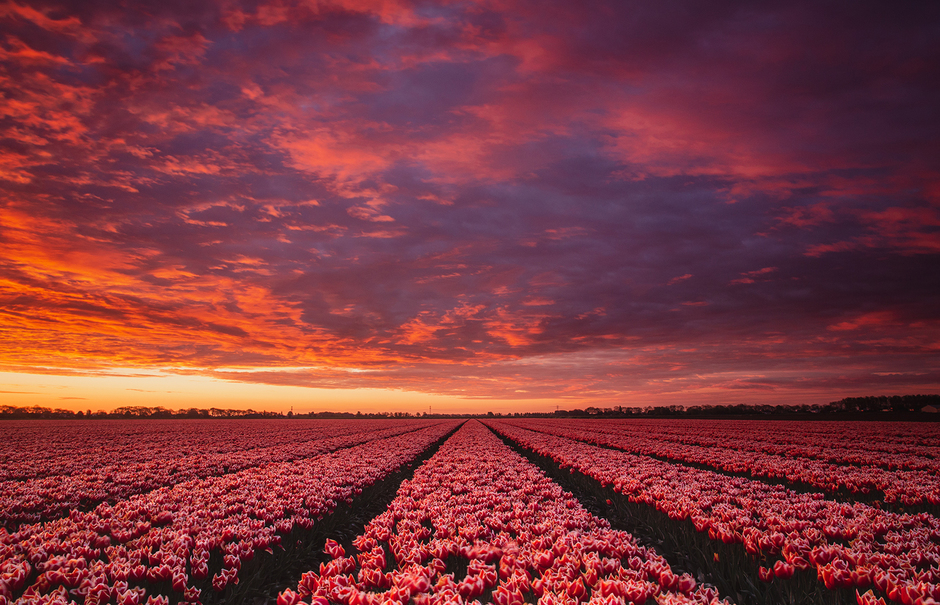 Prachtige zonsopgang boven tulpen