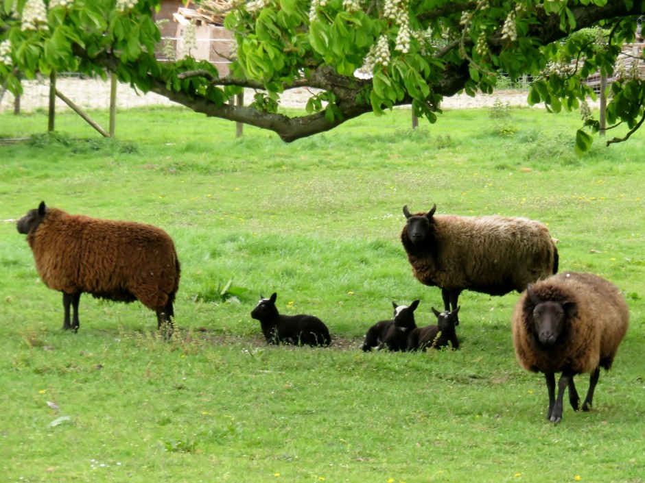 De zwarte schapen