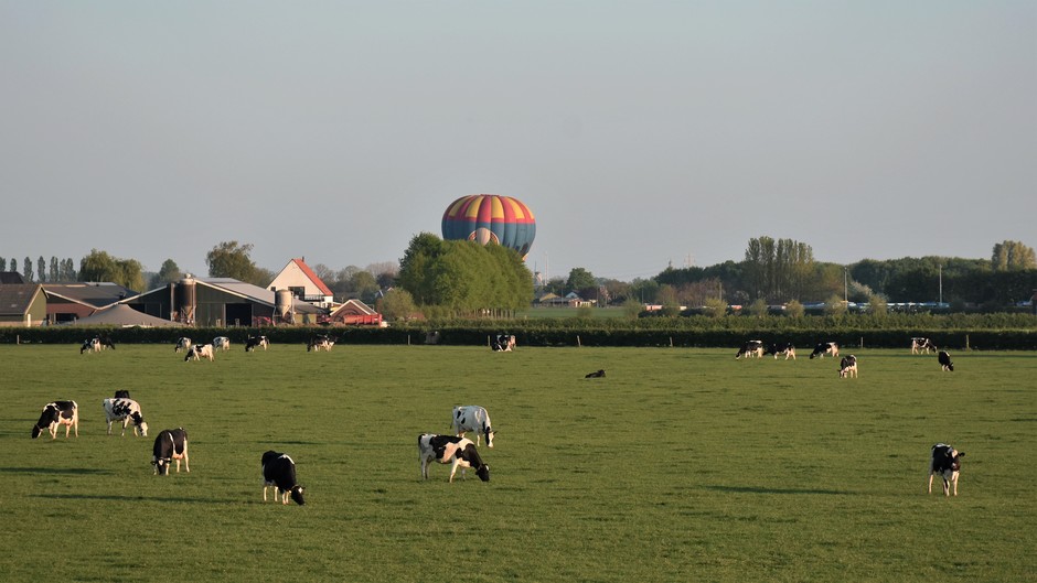 Luchtballon land achter een wei met koeien, maar ze lijken zich er niet aan te storen.