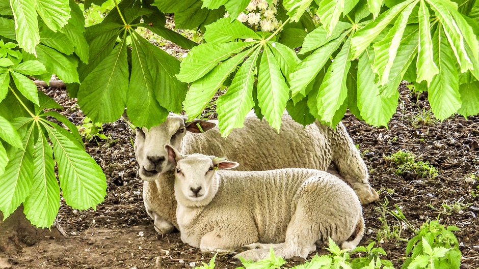 De schapen samen onder de kastanje boom.