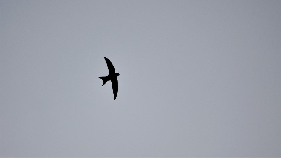 Silhouet van een zwaluw in de grijs bewolkte lucht