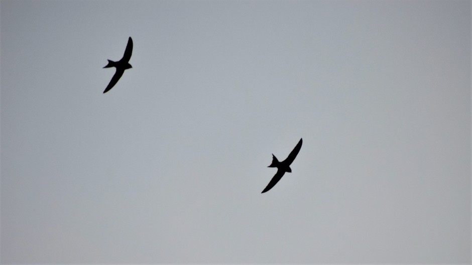 Silhouet van een zwaluwen in de grijs bewolkte lucht