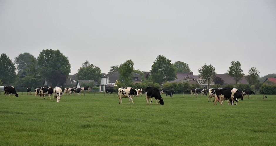 Het maakt deze koeien niet uit of de lucht nu grijs is of blauw, zij mogen straks weer lekker naar buiten.