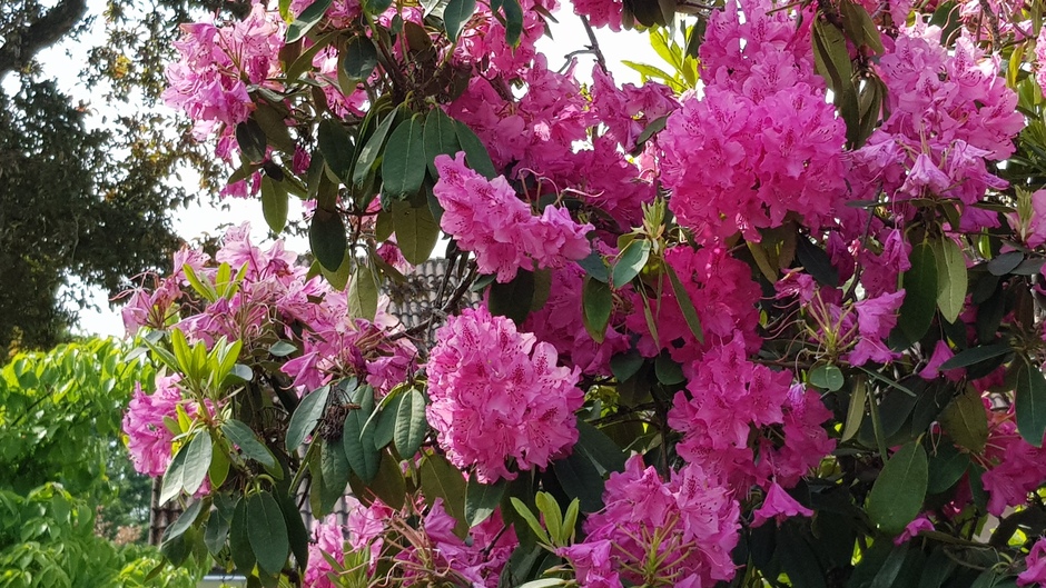 Prachtig bloeien de rododendrons  