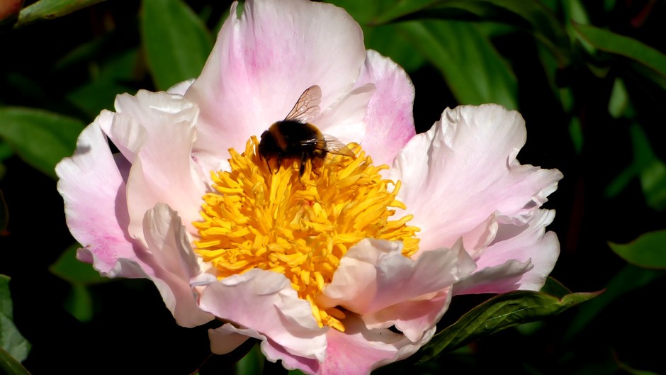 bijenweer voor de bloemen van pioenroos