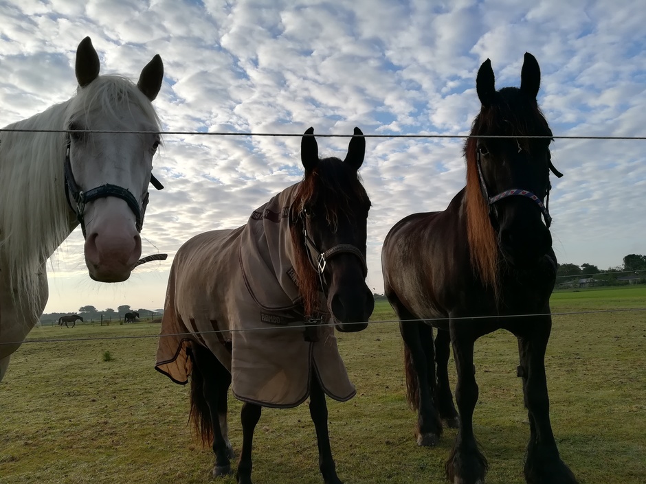 Prachtige wolkenlucht en nieuwsgierige paarden