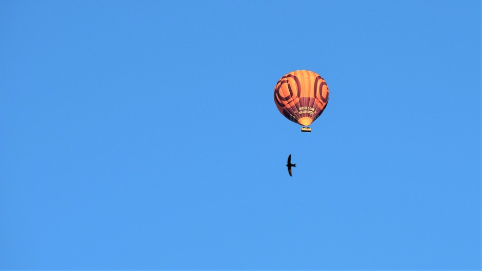 Blauwe lucht, luchtballon en zwaluw