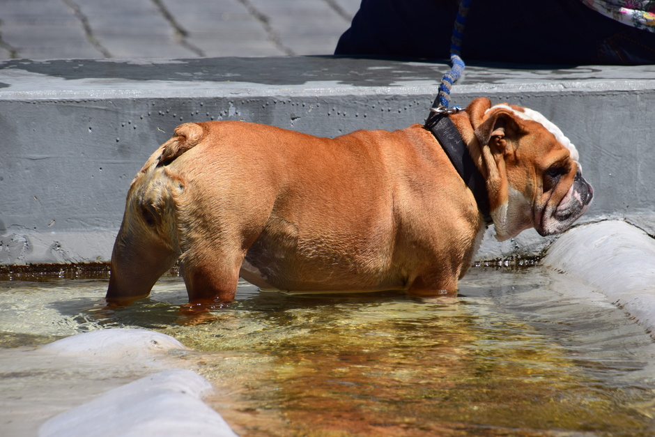Een hond in verfrissend water.