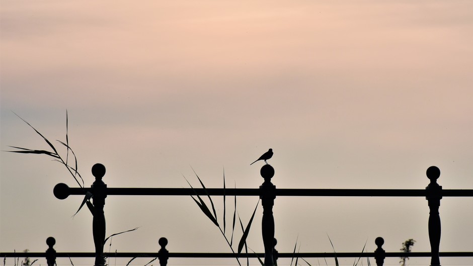 Zonsondergang, kwikstaart op een hek